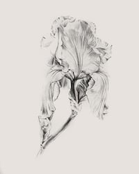 Image 1 of Iris