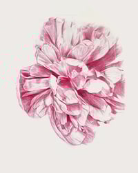 Image 1 of Peonies