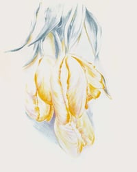 Image 1 of Tulips