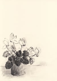 Cyclamen no. 1