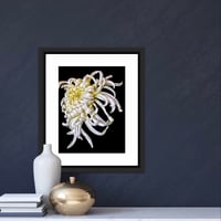 Image 1 of Chrysanthemum 