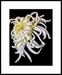 Image 2 of Chrysanthemum 