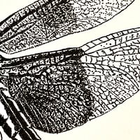 Image 2 of Widow Skimmer Dragonfly Print