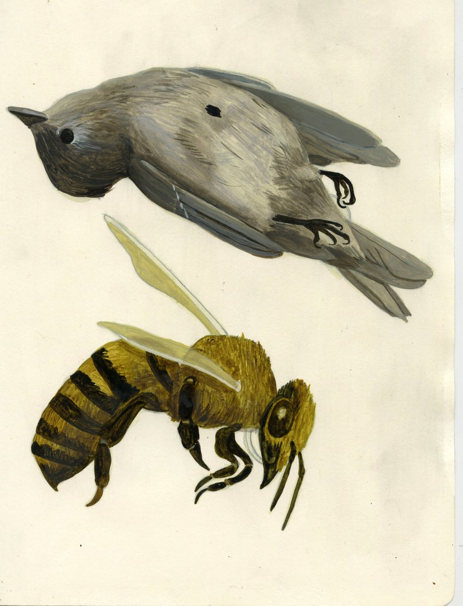 “Bird & Bee” sketchbook page The Art of Mascarenhas