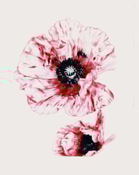 Image 1 of Poppies (2022)