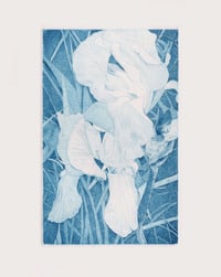 Image 1 of Iris 2022