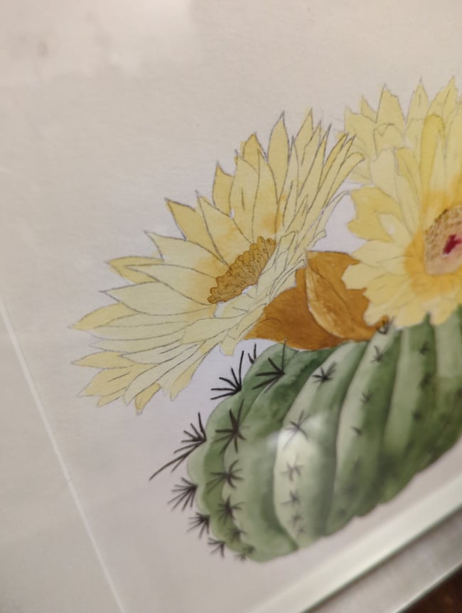 Plump cactus original watercolor (framed)