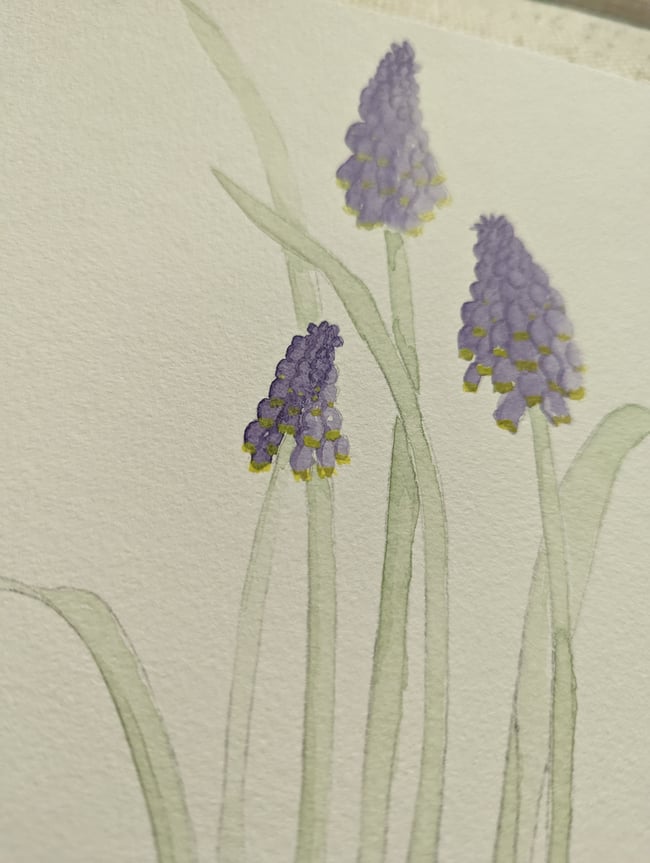 Grape hyacinths original watercolor 
