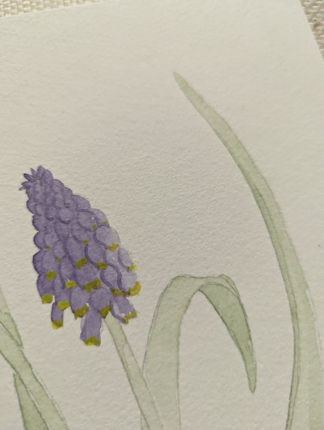 Grape hyacinths original watercolor 