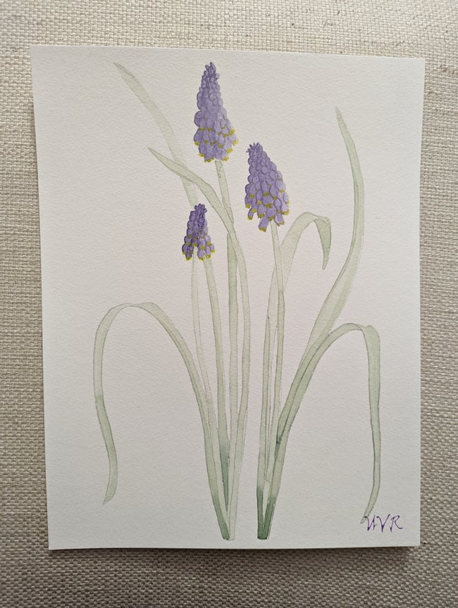 Grape hyacinths original watercolor 