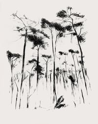 Image 1 of Woods