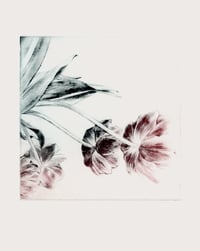 Image 1 of Tulipes