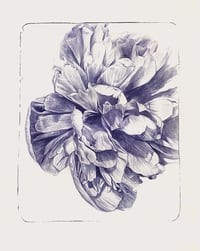 Image 3 of Peonies