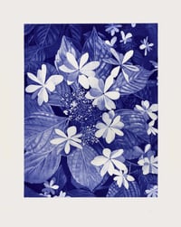 Image 1 of Hortensia From Shibuya
