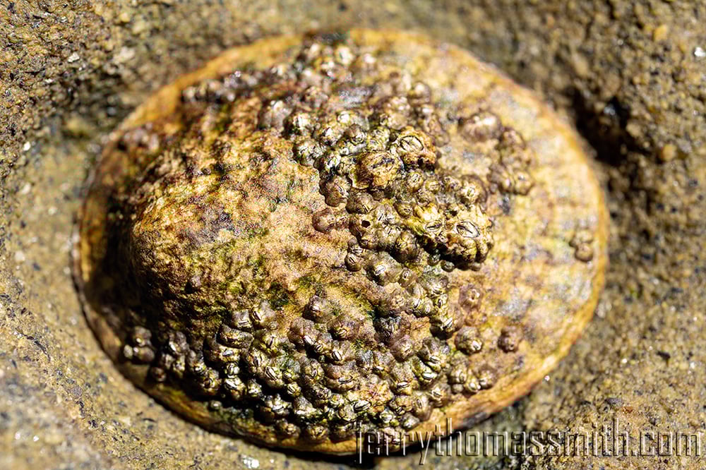 Limited Edition (25 prints): "Yellow Limpet and Barnacles, La Jolla Cove, CA."