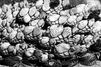 Limited Edition (25 prints): "Gooseneck Barnacles, La Jolla, CA."