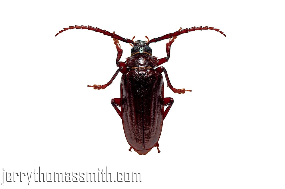 Limited Edition (25 prints): "Uninvited Guest"