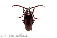 Limited Edition (25 prints): "Uninvited Guest"