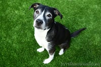 Image 3 of Portrait Sessions (One critter)