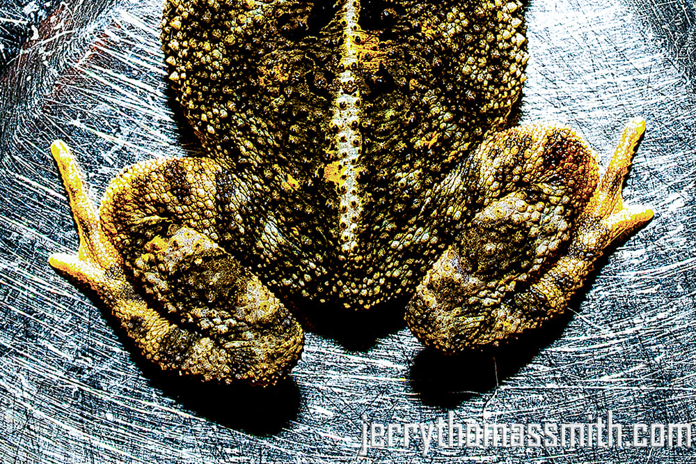 Limited Edition (25 prints): "Frog Butt"