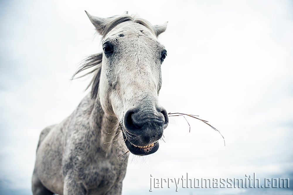 Portrait Sessions (One critter)