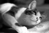 Image 2 of Portrait Sessions (One critter)