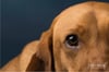 Fine Art Dog Portraits - Saturday 4th February 2023 (Navy Background)
