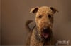 Fine Art Dog Portraits - Saturday 4th March 2023 (Pale Brown Background)