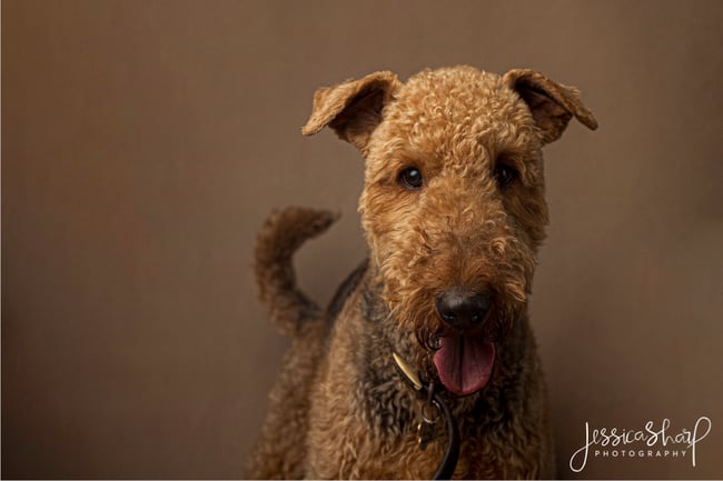 Fine Art Dog Portraits - Saturday 4th March 2023 (Pale Brown Background)