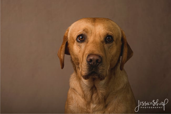 Fine Art Dog Portraits - Saturday 4th March 2023 (Pale Brown Background)