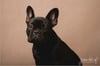Fine Art Dog Portraits - Saturday 4th March 2023 (Pale Brown Background)