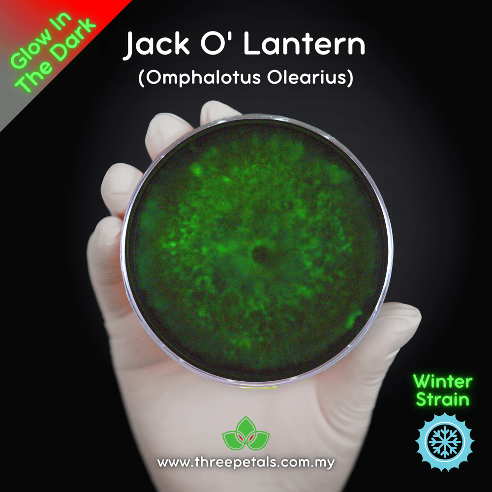 Jack O' Lantern (Omphalotus Olearius) Live Mycelium Mushroom Culture Spawn Seed