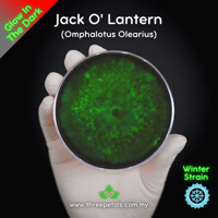 Image 1 of Jack O' Lantern (Omphalotus Olearius) Live Mycelium Mushroom Culture Spawn Seed