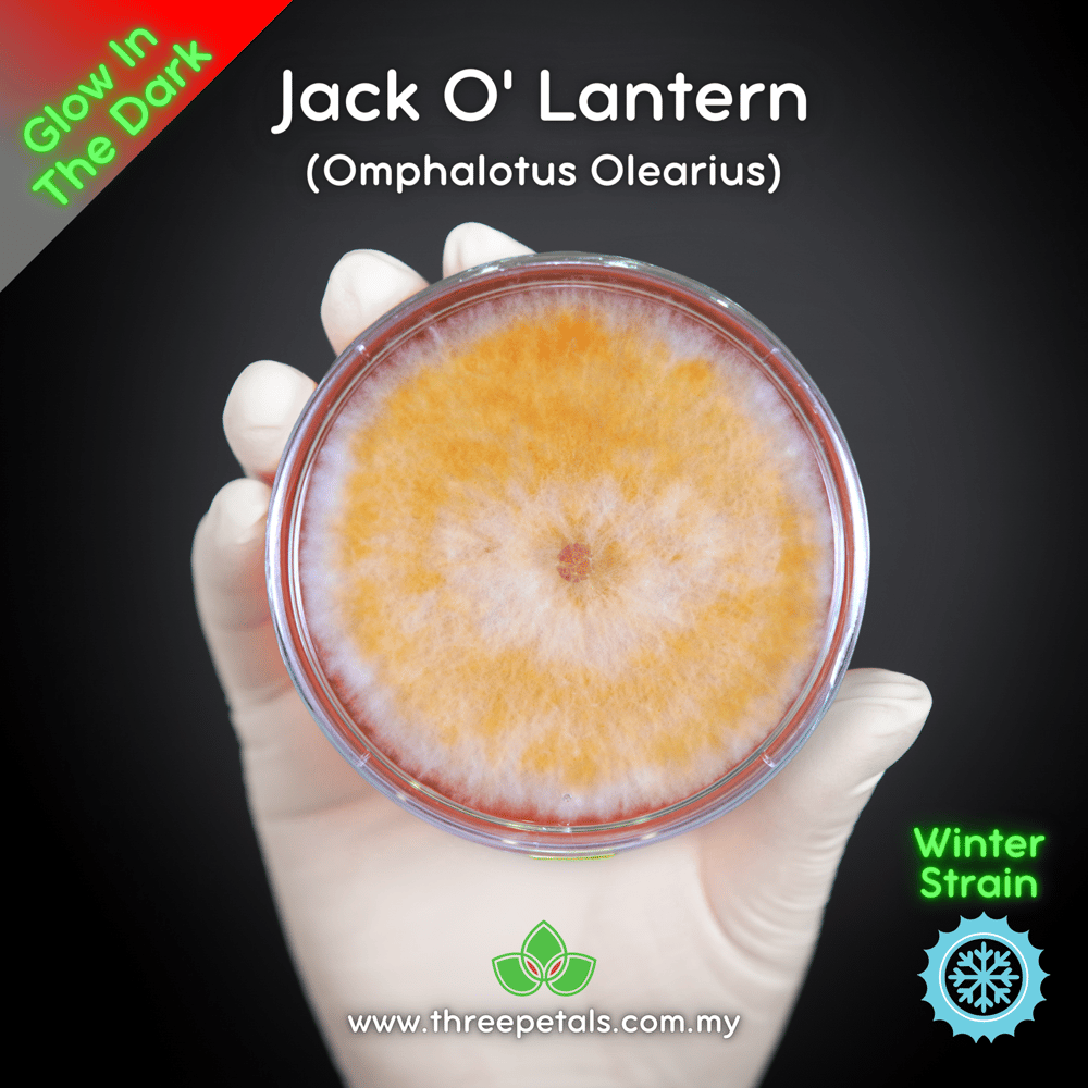 Jack O' Lantern (Omphalotus Olearius) Live Mycelium Mushroom Culture Spawn Seed