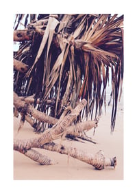 Image 5 of Pandanus mood 