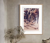 Image 3 of Pandanus mood 