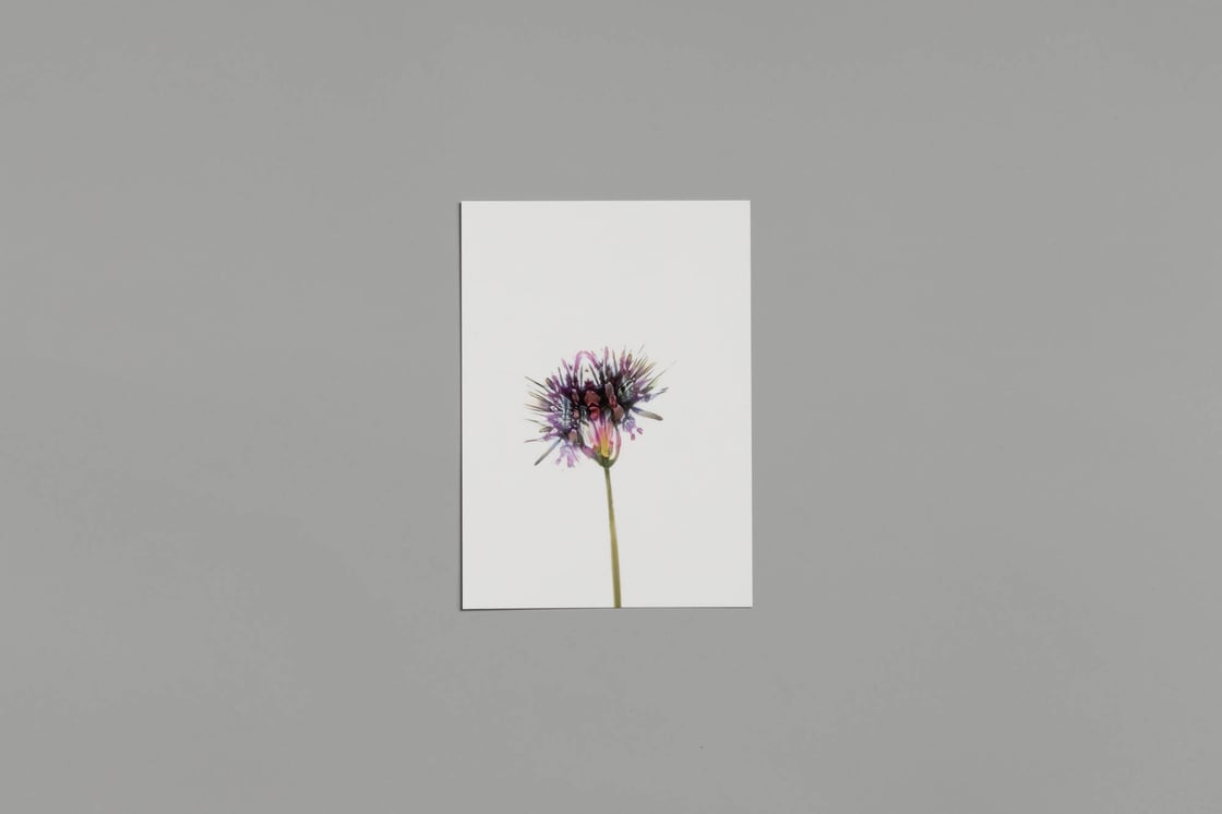 Image of Artificial flowers postcards