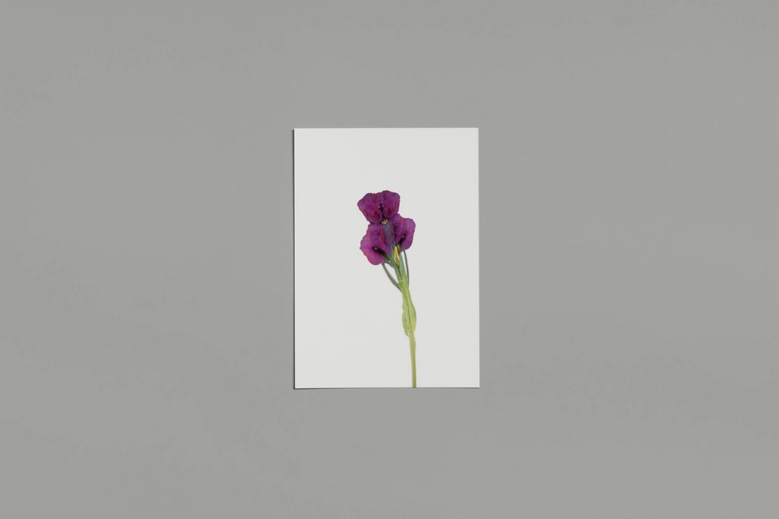 Image of Artificial flowers postcards