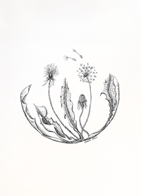 Dandelion