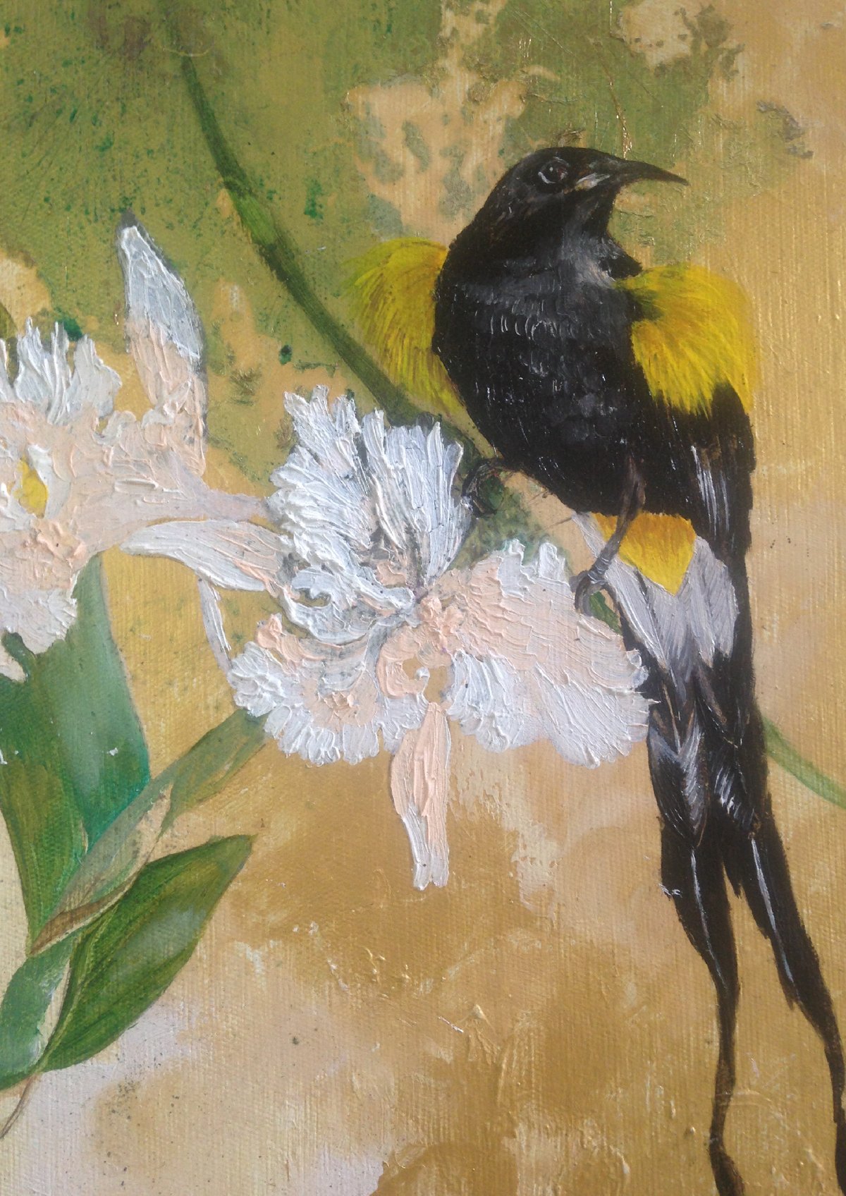 Image of Honeyeater