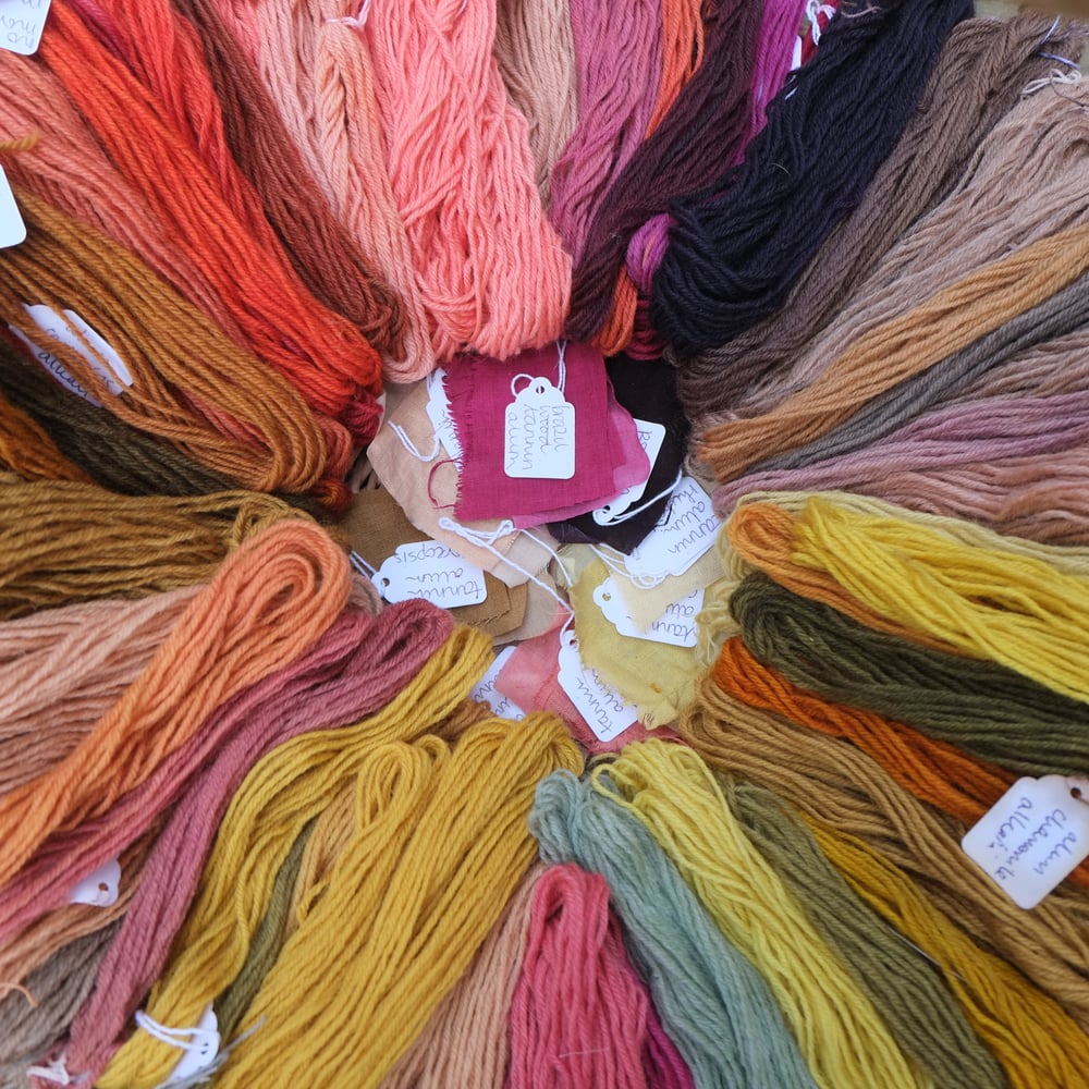 Image of Discover Plant Dyes 