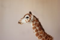 Image 1 of Original Giraffe wool sculpture