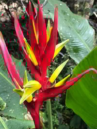 Image 1 of Heliconia subulata