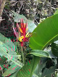 Image 2 of Heliconia subulata
