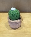 Barrel Cactus in Planter