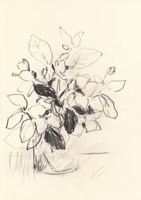 Hellebores no. 2