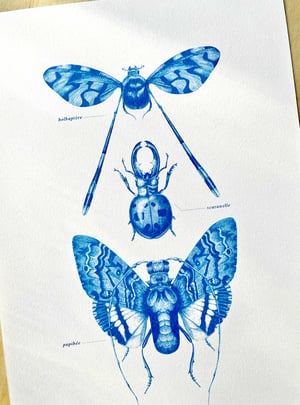 Planche d'insectes n°1  — Marieke