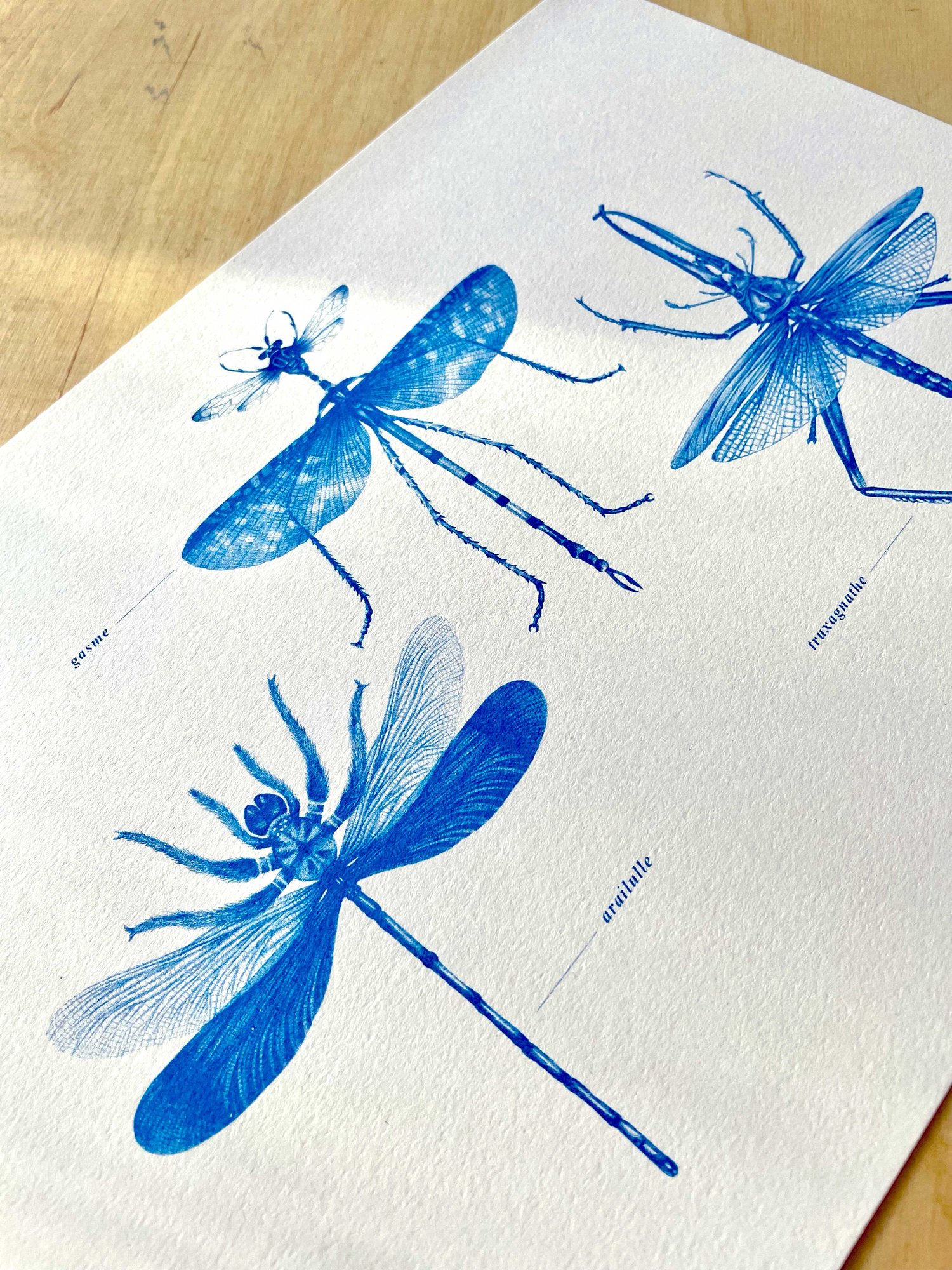 Planche d'insectes n°3 — Marieke