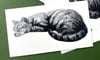 Sleeping Cat Sticker