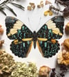 Turquoise cracker